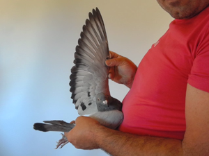 Pigeon image