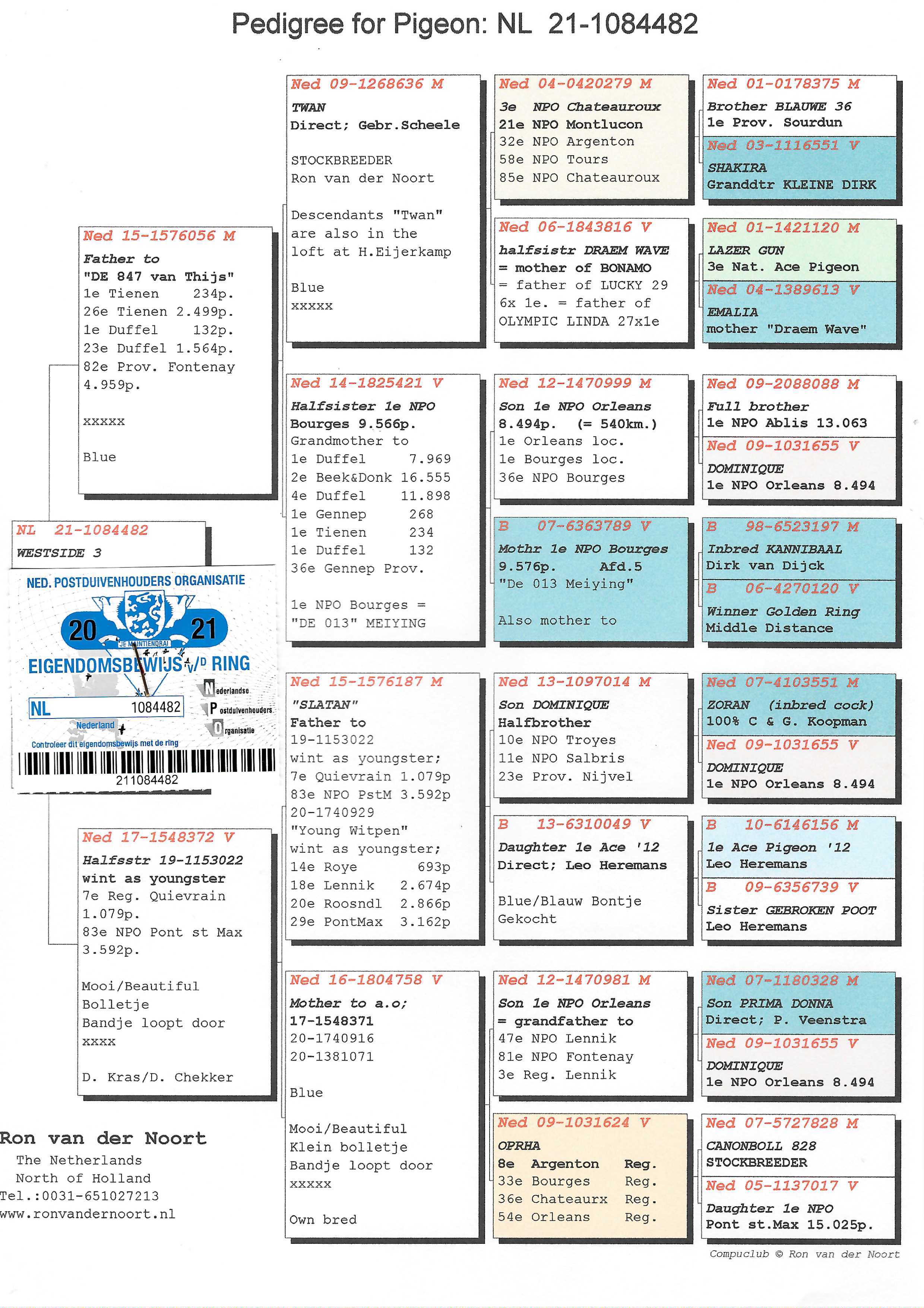 Pigeon pedigree image