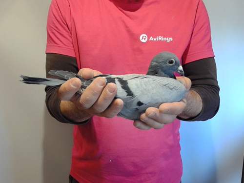 Pigeon image