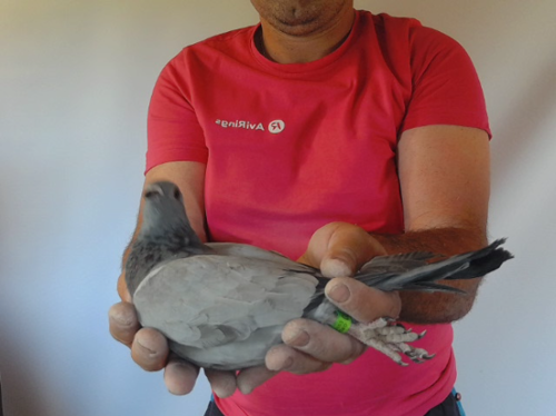 Pigeon image