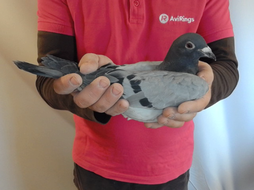 Pigeon image