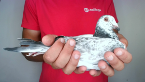 Pigeon image