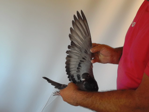 Pigeon image