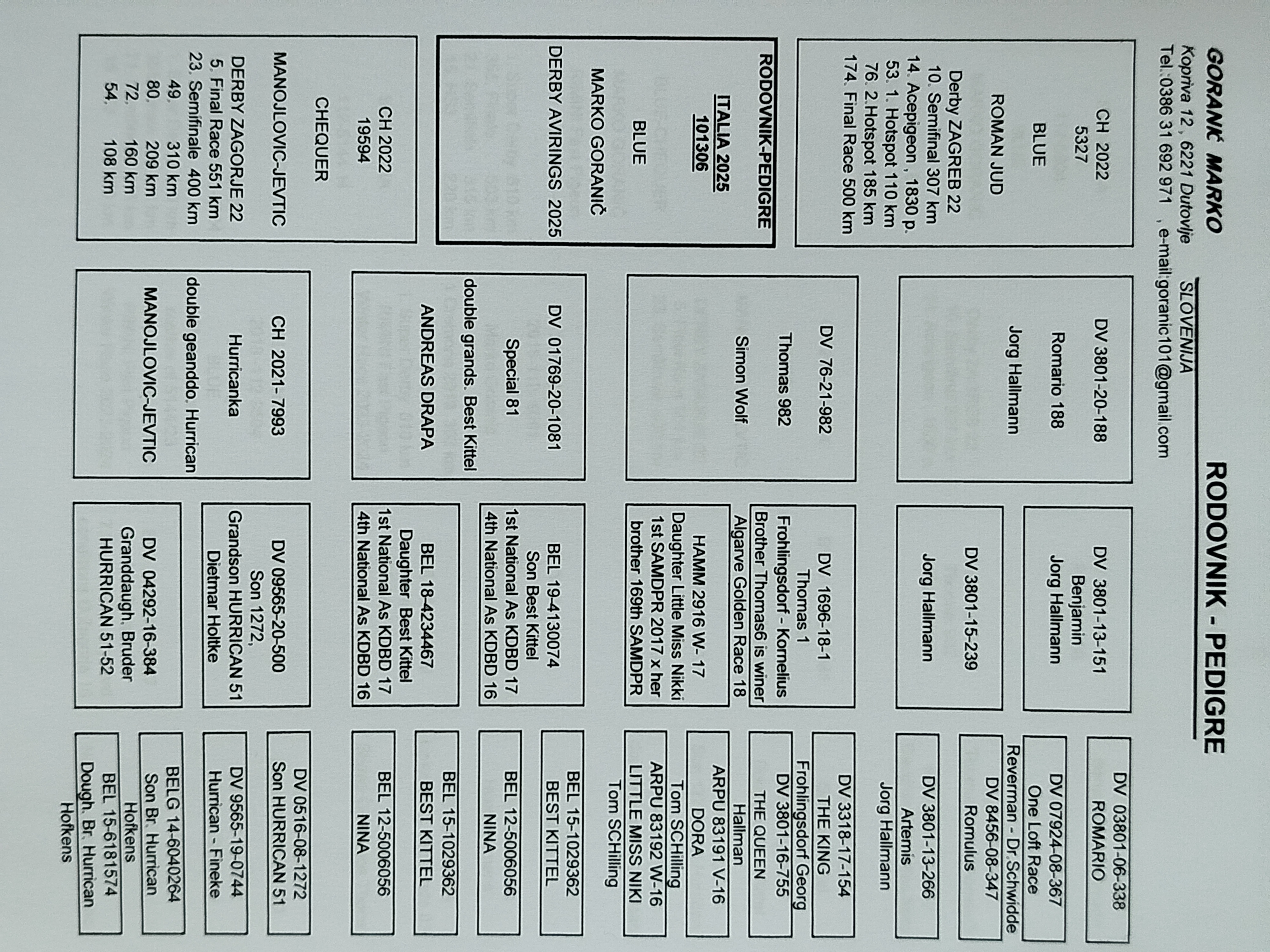 Pigeon pedigree image