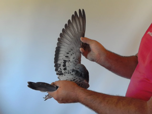 Pigeon image