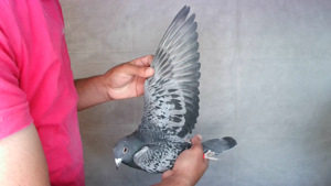 Pigeon image
