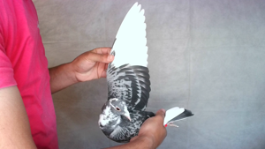 Pigeon image