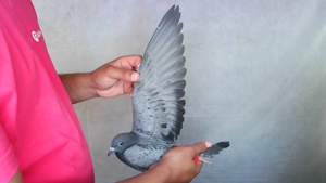 Pigeon image