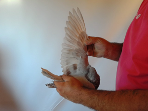 Pigeon image