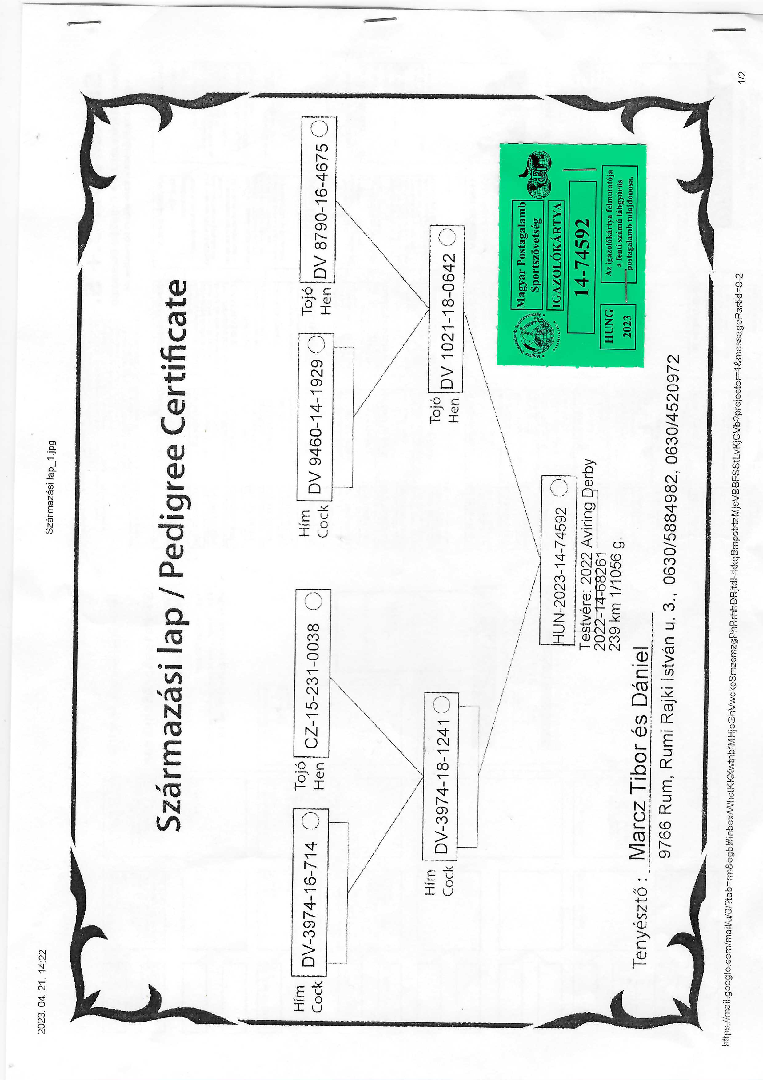 Pigeon pedigree image