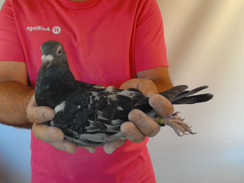 Pigeon image
