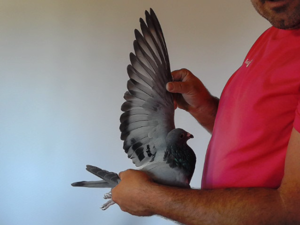 Pigeon image