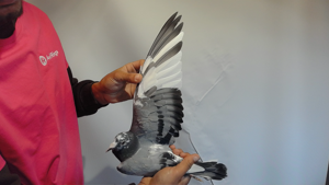 Pigeon image