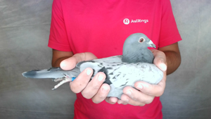 Pigeon image
