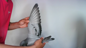 Pigeon image