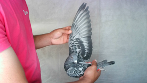 Pigeon image