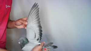 Pigeon image