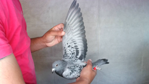 Pigeon image
