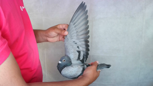 Pigeon image