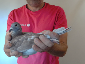 Pigeon image