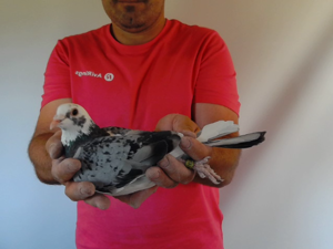 Pigeon image