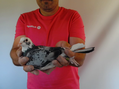 Pigeon image