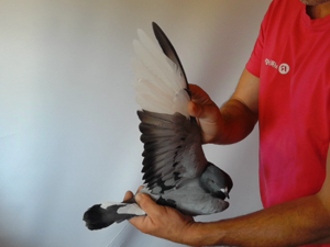 Pigeon image
