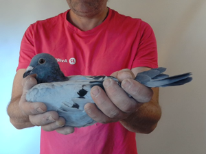 Pigeon image