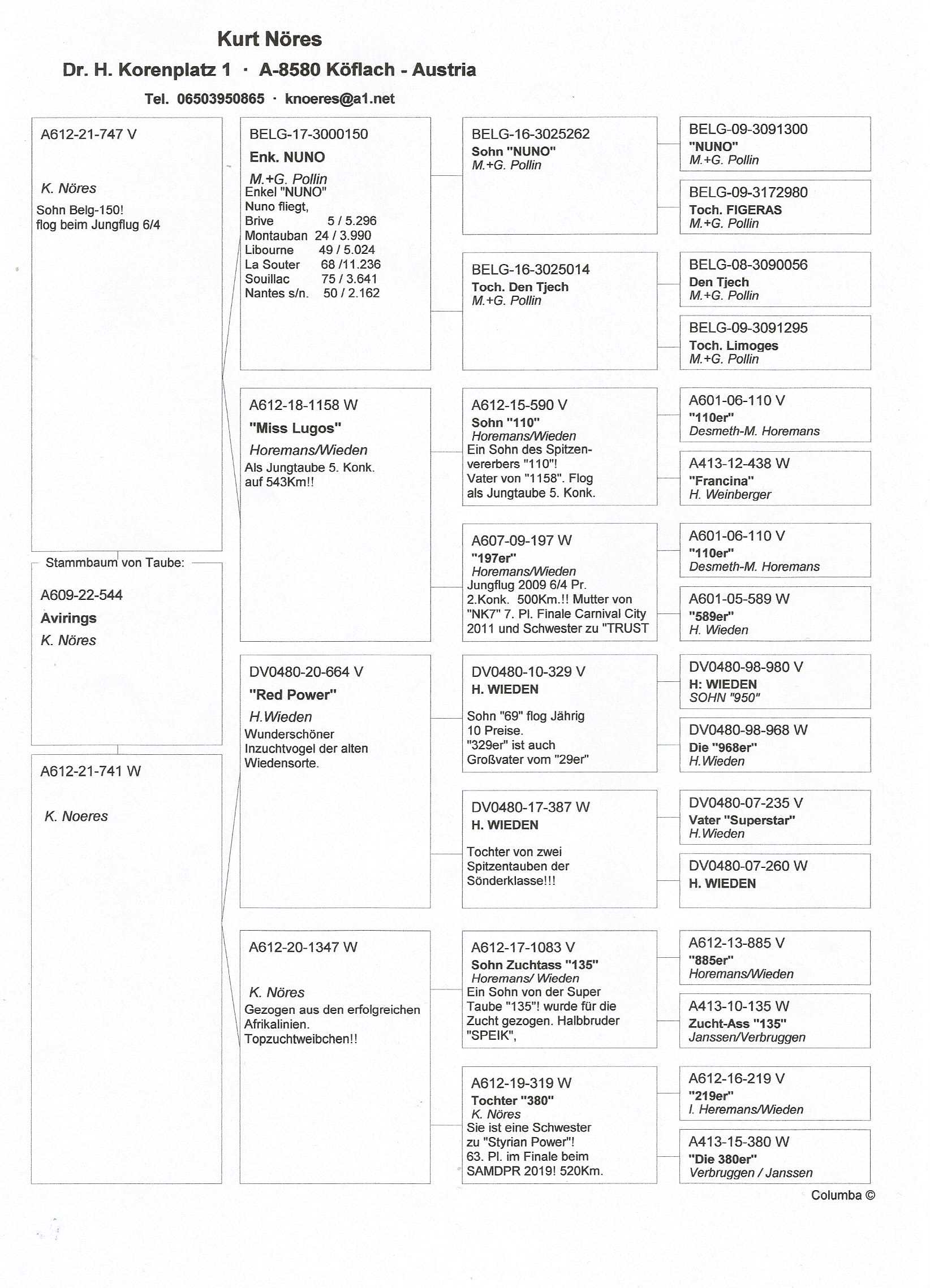 Pigeon pedigree image