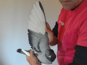 Pigeon image
