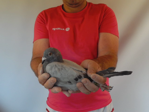 Pigeon image