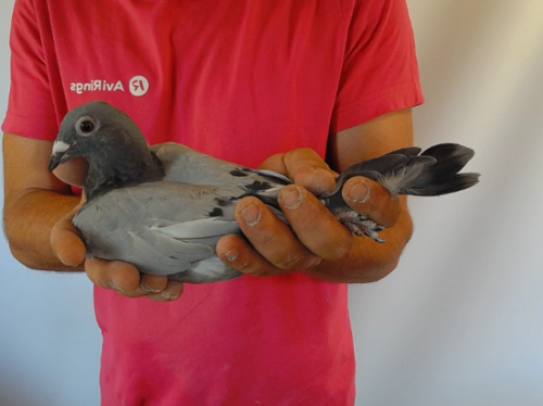 Pigeon image