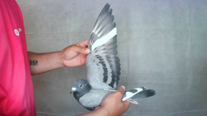 Pigeon image