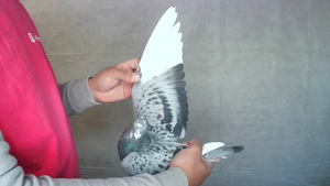 Pigeon image