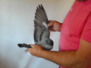 Pigeon image