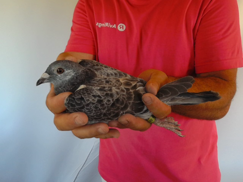 Pigeon image