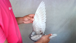 Pigeon image
