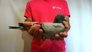 Pigeon image