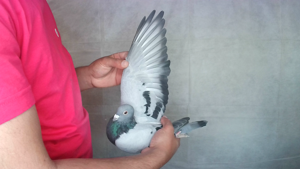 Pigeon image
