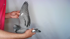Pigeon image