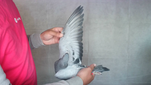 Pigeon image