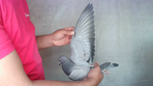 Pigeon image