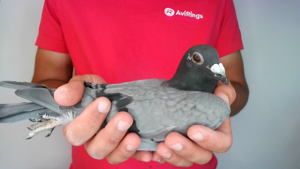 Pigeon image