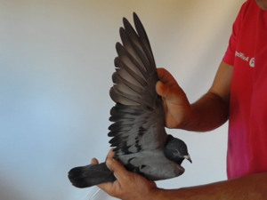 Pigeon image