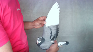 Pigeon image