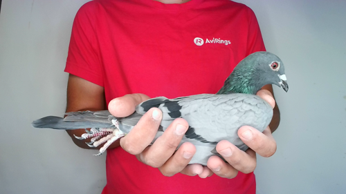Pigeon image