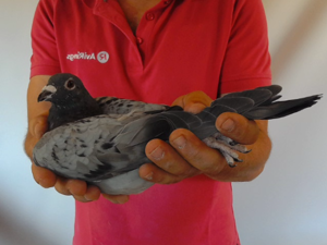 Pigeon image