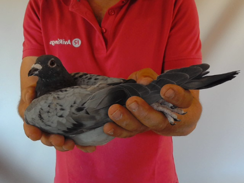 Pigeon image