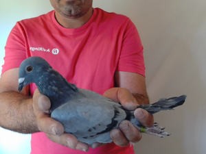 Pigeon image