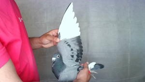 Pigeon image